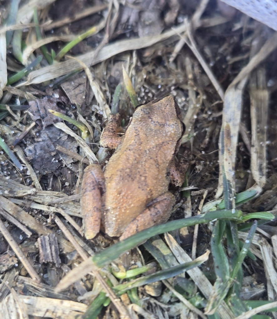 Spring Peeper from Erie, PA 16507, USA on March 08, 2026 at 03:36 PM by ...