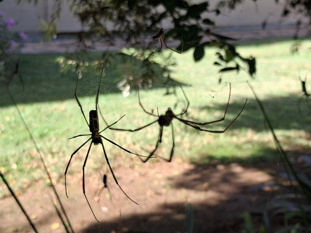 Hairy Golden Orb-weaving Spider from Rustenburg Rural, Rustenburg ...
