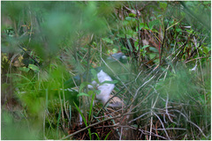 Chrysolophus amherstiae