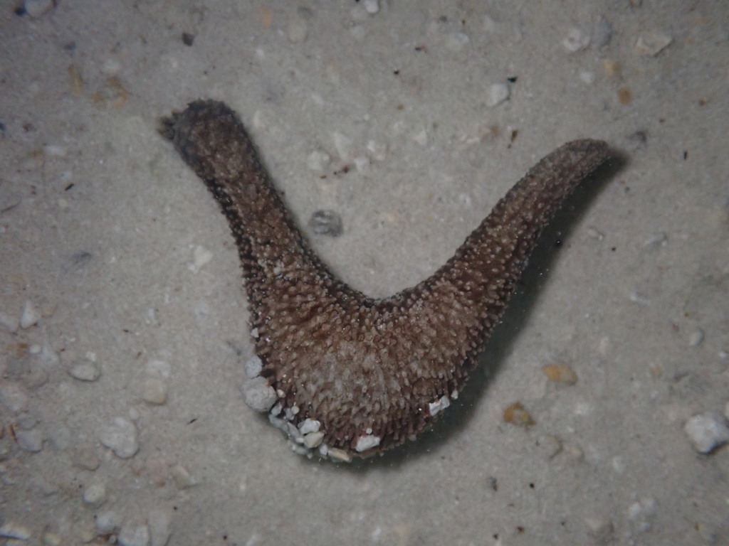 Striped Sea Cucumber