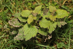 Urtica dioica
