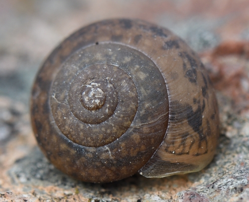 Urticicola suberinus