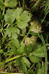 Ranunculus repens