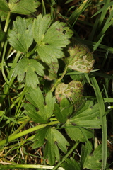 Phytomyza ranunculi