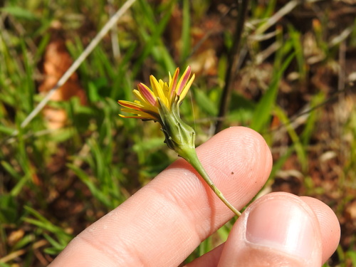 Intermediate Brighteyes (Reichardia intermedia)