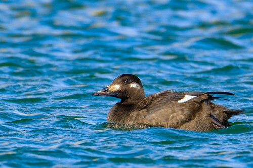 White-winged Scoter, photo 7 of 9