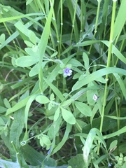 Allophyllum gilioides