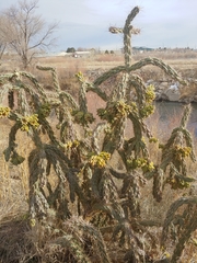 Cylindropuntia imbricata imbricata