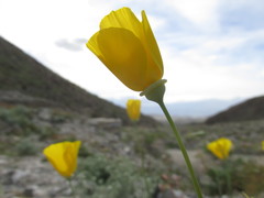 Eschscholzia papastillii