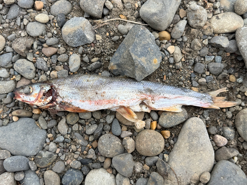 Northwest dace (Mylocheilus caurinus) — Cyprinidae