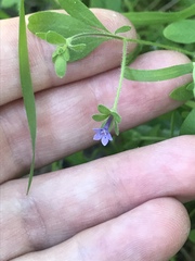 Allophyllum gilioides