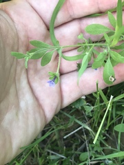 Allophyllum gilioides