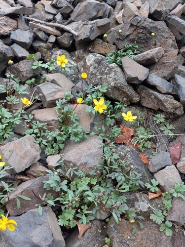 basalt buttercup (Ranunculus basalticus)