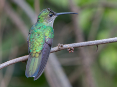 Chalybura buffonii