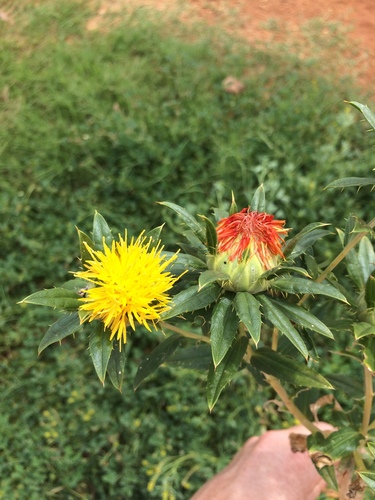 Carthamus tinctorius, 2017-03-17