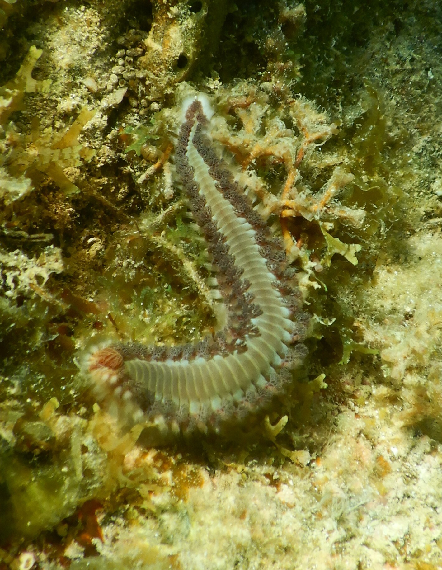 Hermodice carunculata (Pallas, 1766)