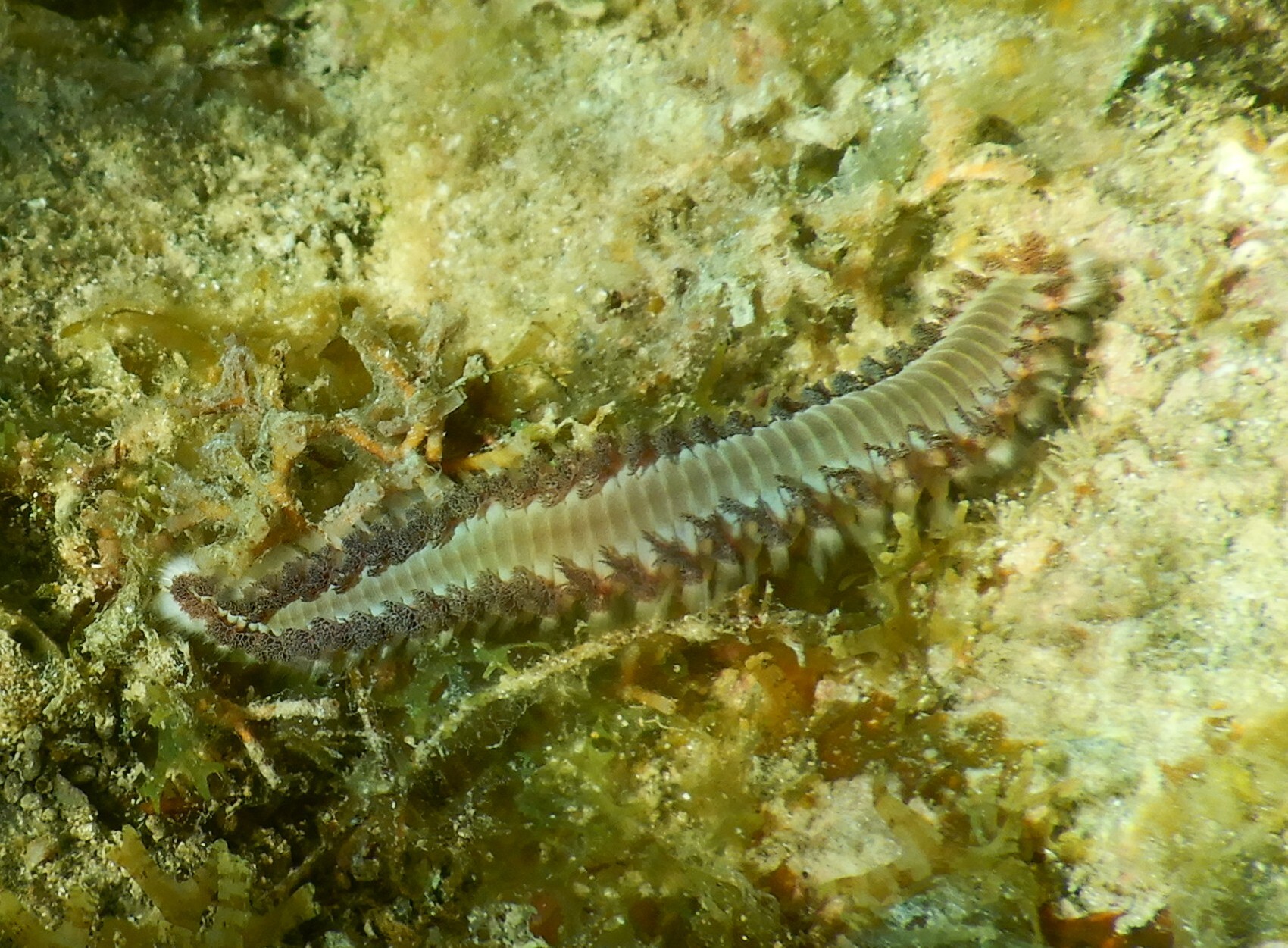 Hermodice carunculata (Pallas, 1766)