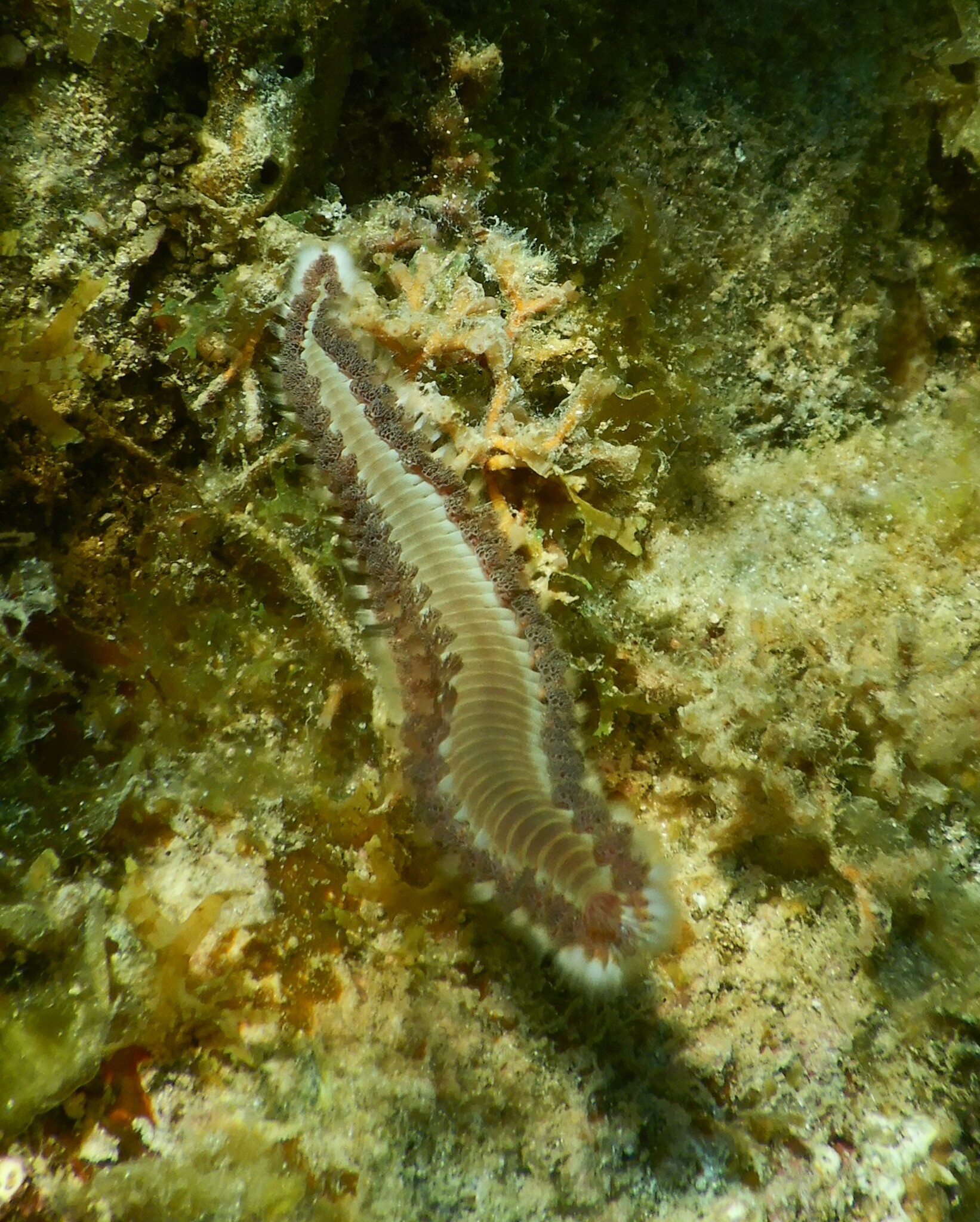 Hermodice carunculata (Pallas, 1766)