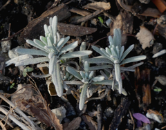 Lavandula angustifolia