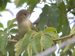 Pachysylvia aurantiifrons