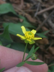 Ranunculus harveyi