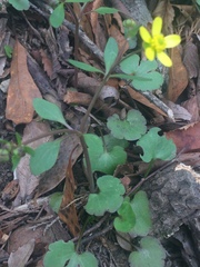 Ranunculus harveyi