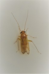 Ommatodema
