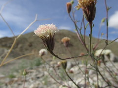 Chaenactis carphoclinia