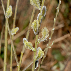 Salix