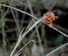 Iris foetidissima