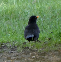 Turdus merula