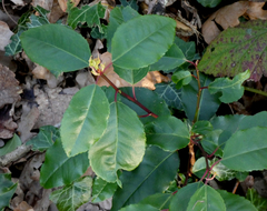 Prunus lusitanica