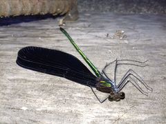 Atrocalopteryx atrata