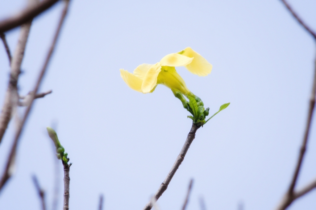 Tabernaemontana tomentosa; photograph author not stated, no rights reserved
