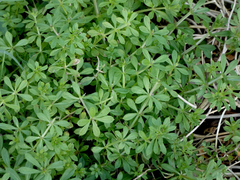 Galium aparine