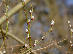 Salix caprea