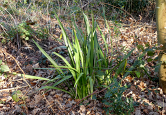 Iris foetidissima