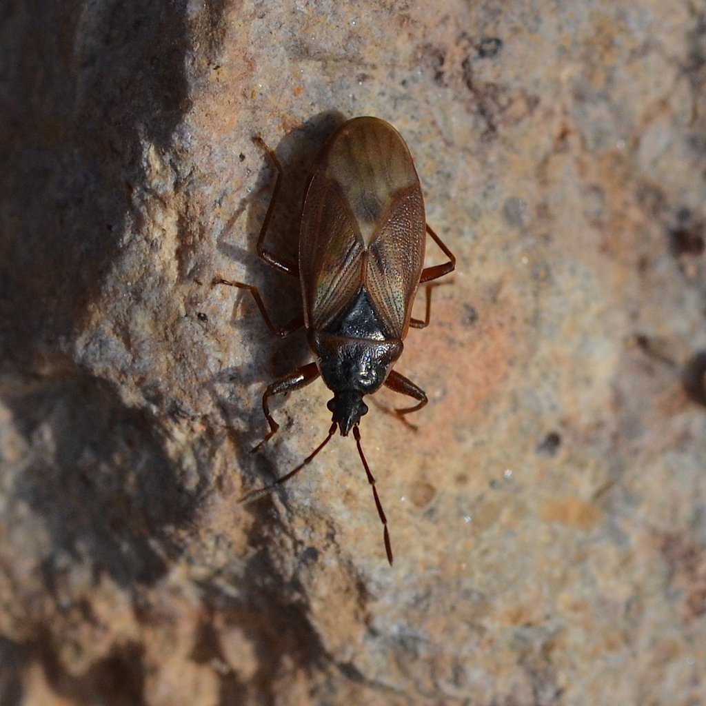 Spruce Cone Bug from 69 Dossenheim, Germany on March 8, 2026 at 10:25 ...