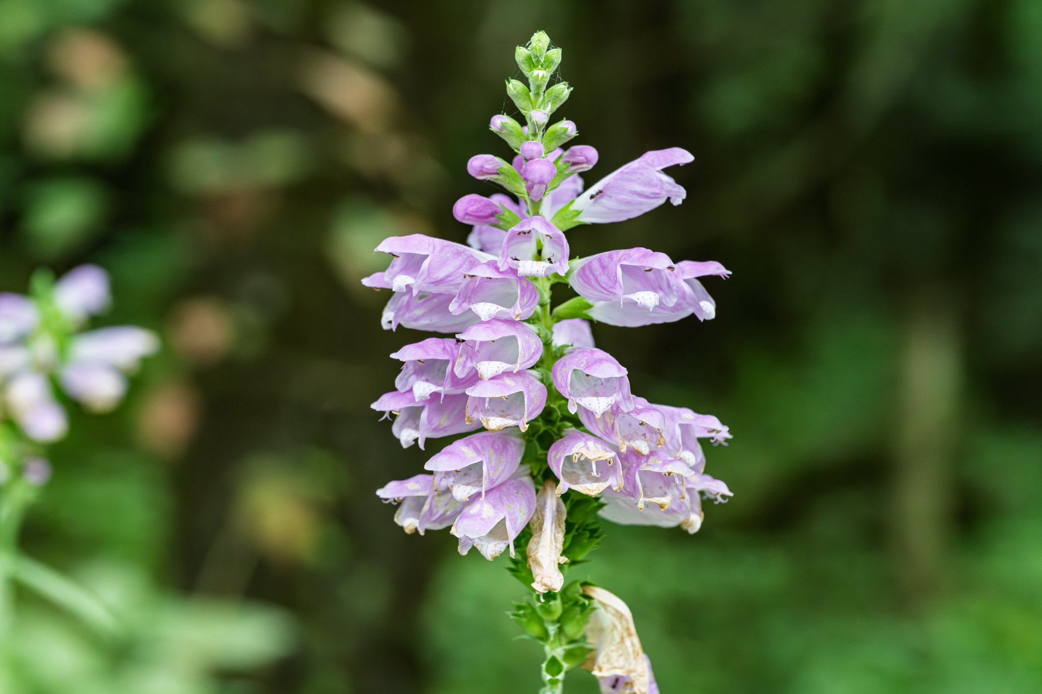 Obedient Plant (Physostegia virginiana)