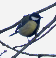 Parus major
