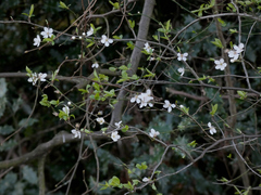 Prunus cerasifera