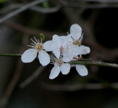Prunus cerasifera