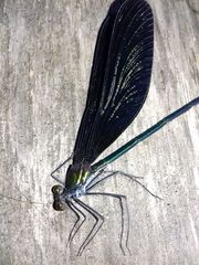 Atrocalopteryx atrata