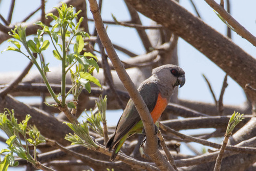 Poicephalus rufiventris