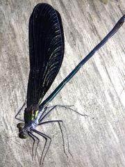 Atrocalopteryx atrata