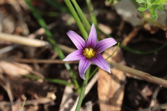 Romulea ramiflora