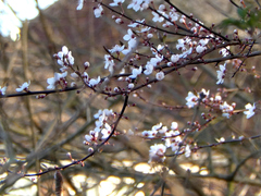 Prunus cerasifera