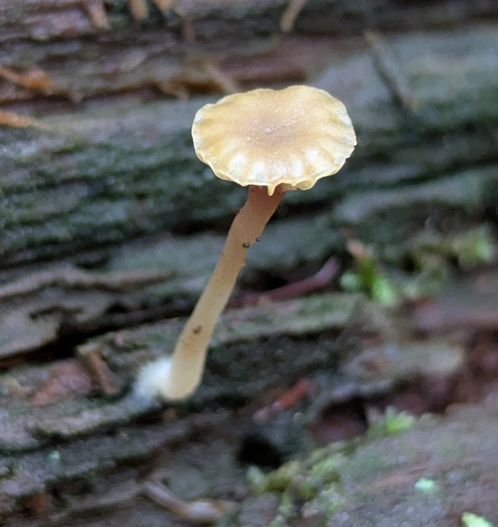 Lichenomphalia ericetorum · March 2026 · photo: © benkeen (iNaturalist, cc0)