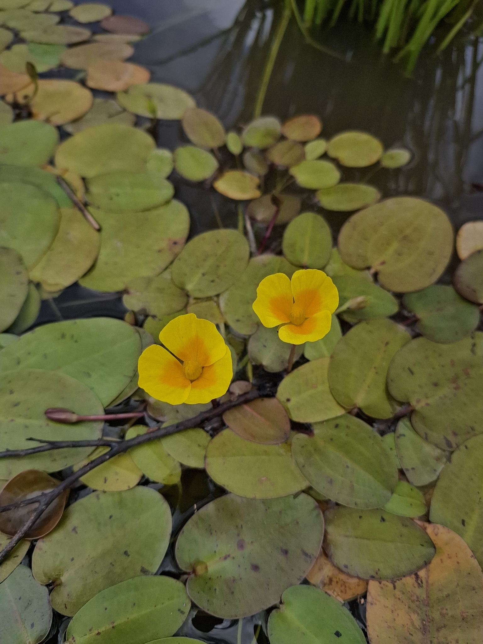 Hydrocleys Martii (Hydrocleys martii)