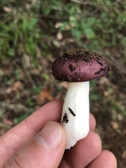 Russula murrillii